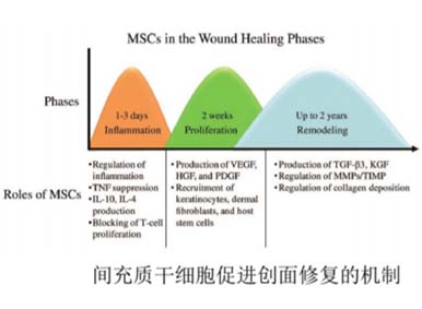 间充质干细胞——抚平你的“创”伤