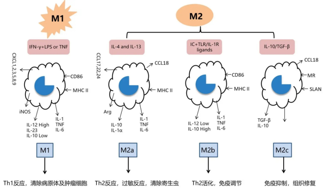 免疫细胞存储