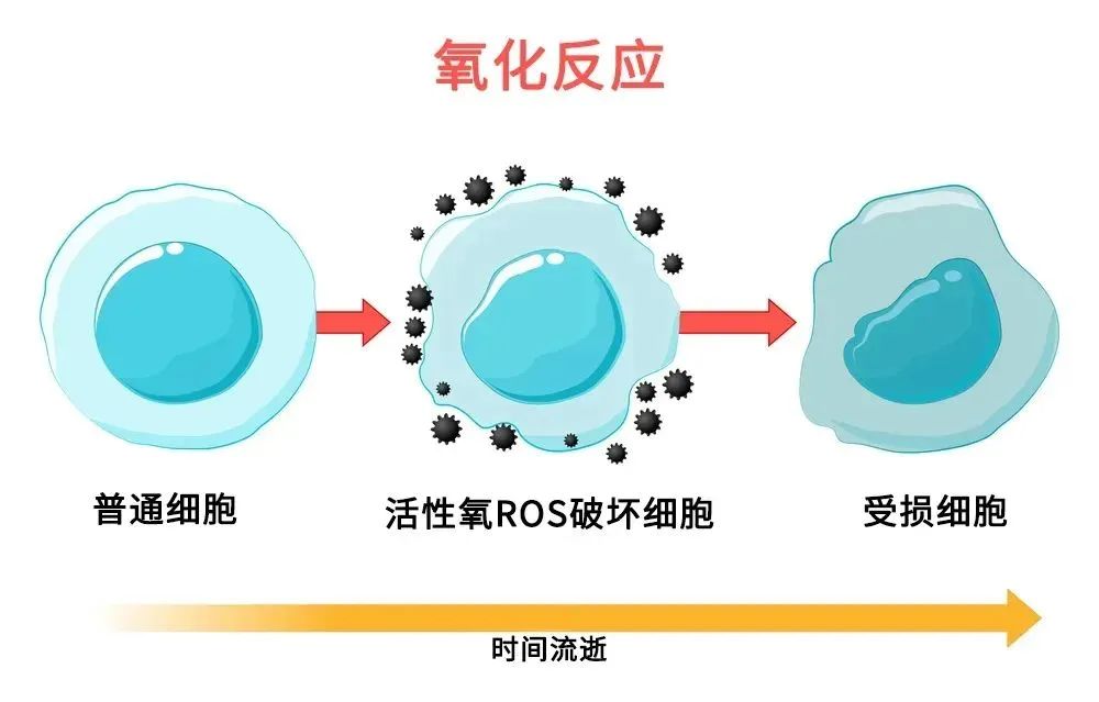 抗衰老护肤品