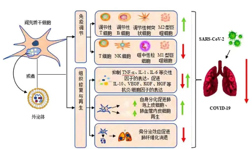 自体脂肪干细胞储存