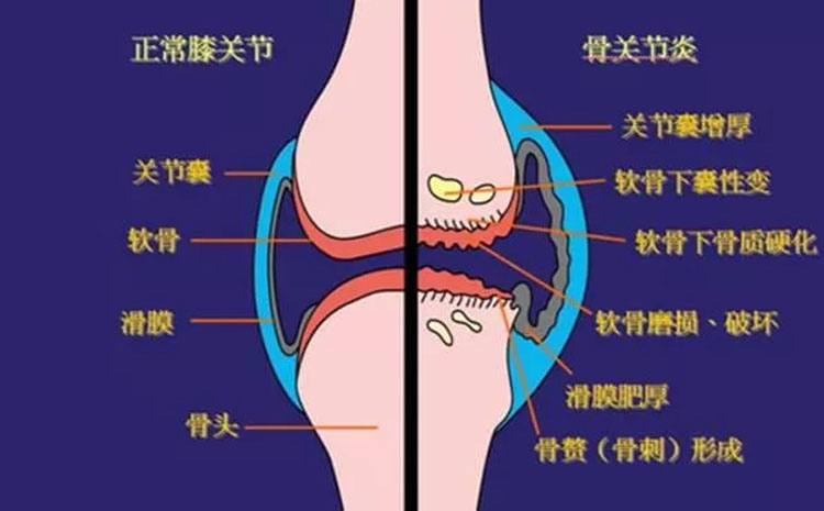 免疫细胞存储