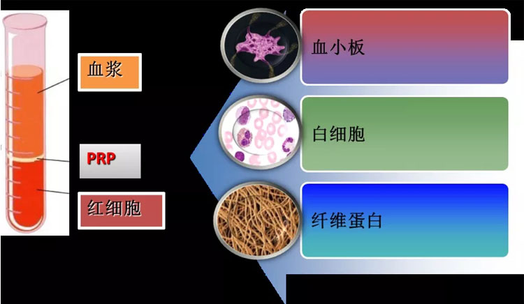 免疫细胞存储