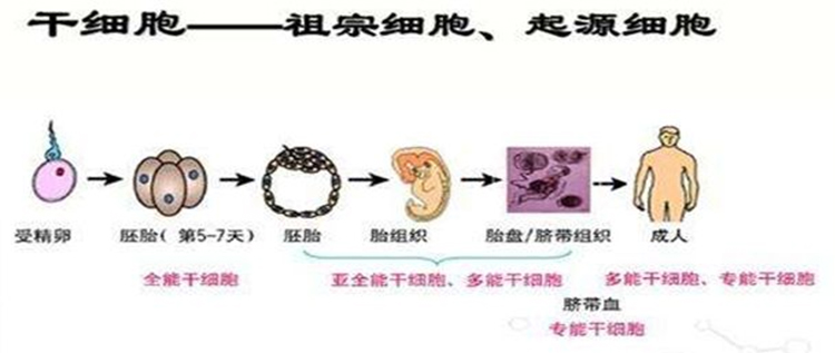 成人脂肪干细胞存储