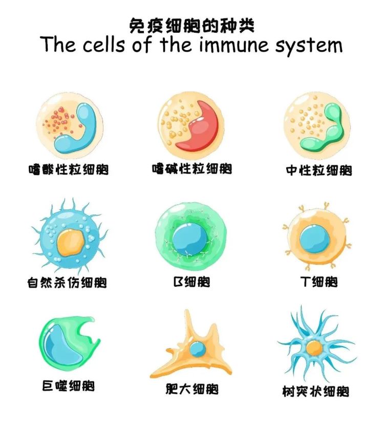 储存免疫细胞